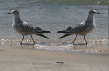Mirrorgull
