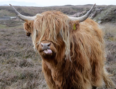 Cow